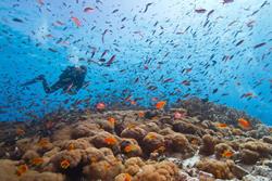 Zanzibar Scuba Diving Holiday. Coral reef fish.